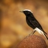 Belorit saharsky - Oenanthe leucopyga - White-crowned wheatear 1571